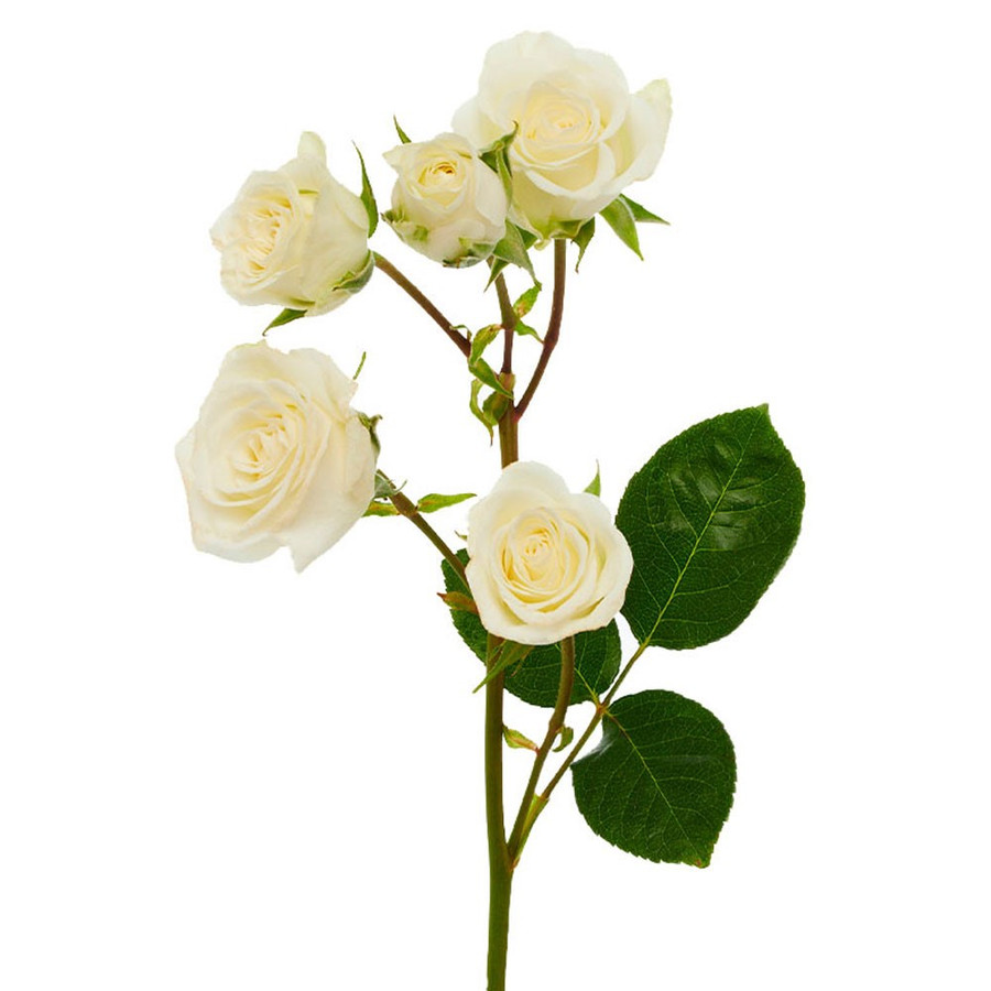 RoseGarden Jeanine florecal