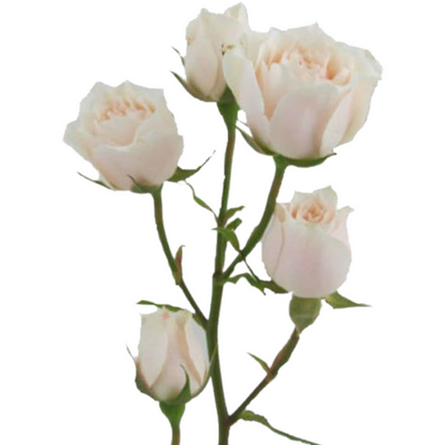 Rose Spray White Maj sunrite