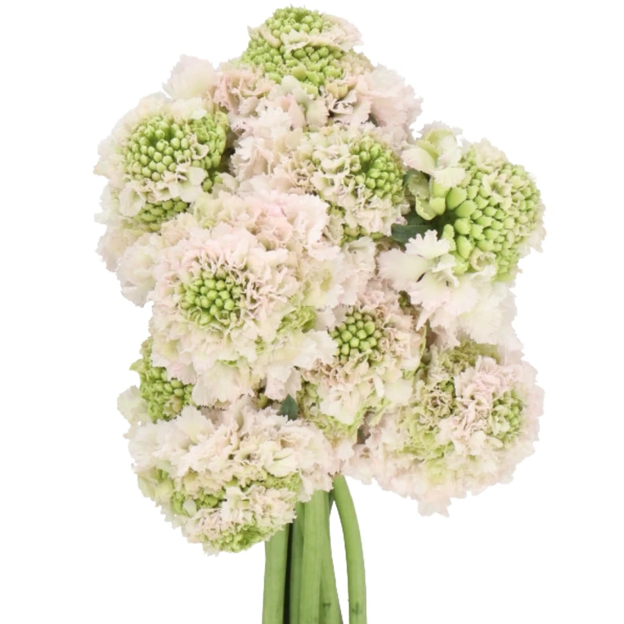 Scabiosa Hanoi holex - SCA HANOI HOL