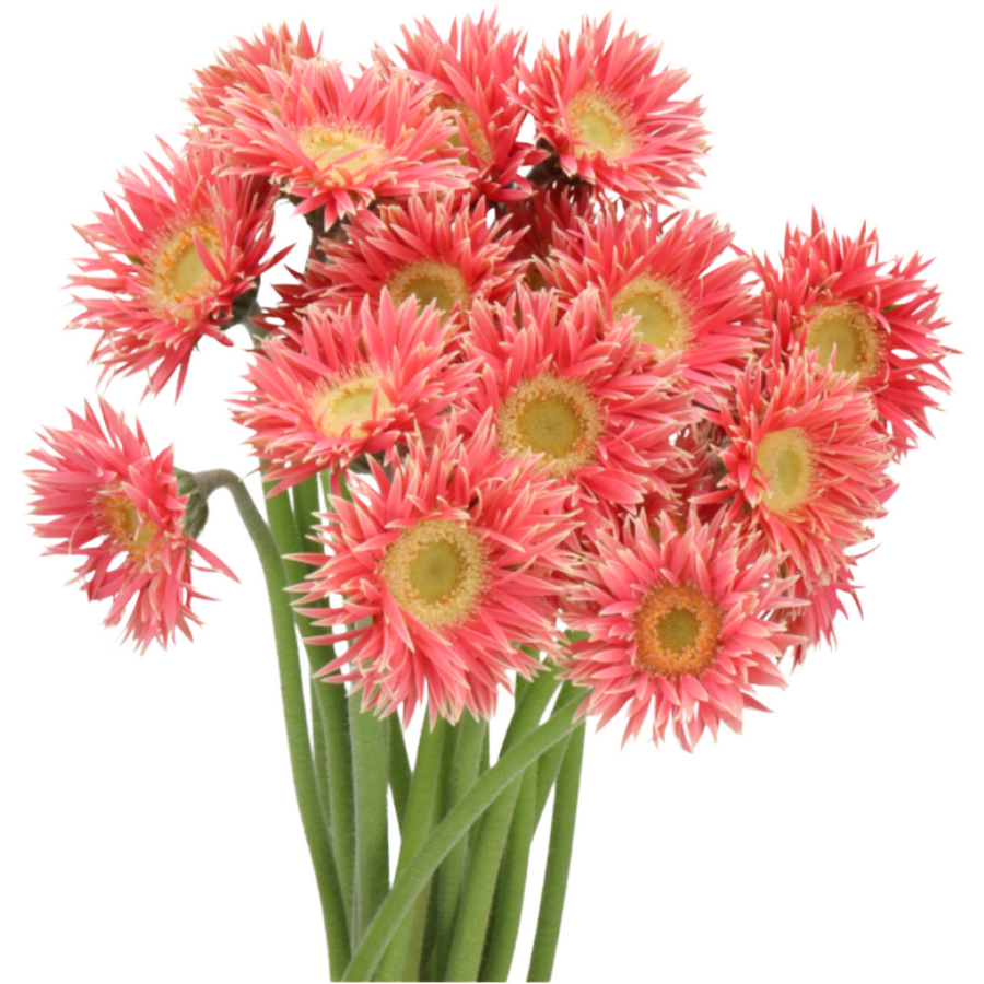 Germini Picollini Micro Isa ho