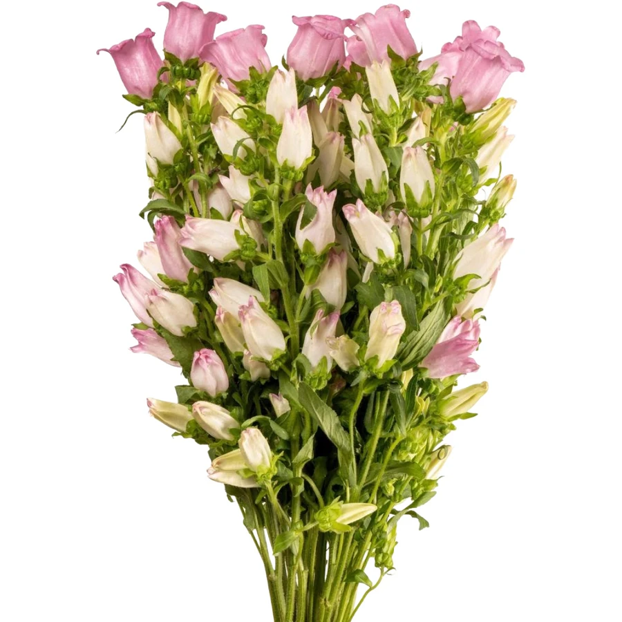 Campanula Pink SupX Esmerelda 5st