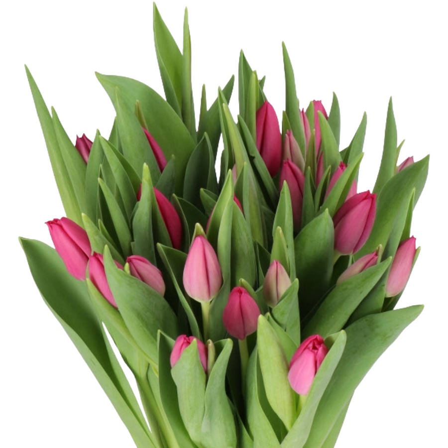Tulip Hot Pink holl