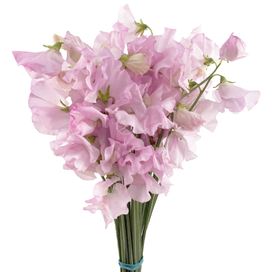 Sweet Pea Kaori holex