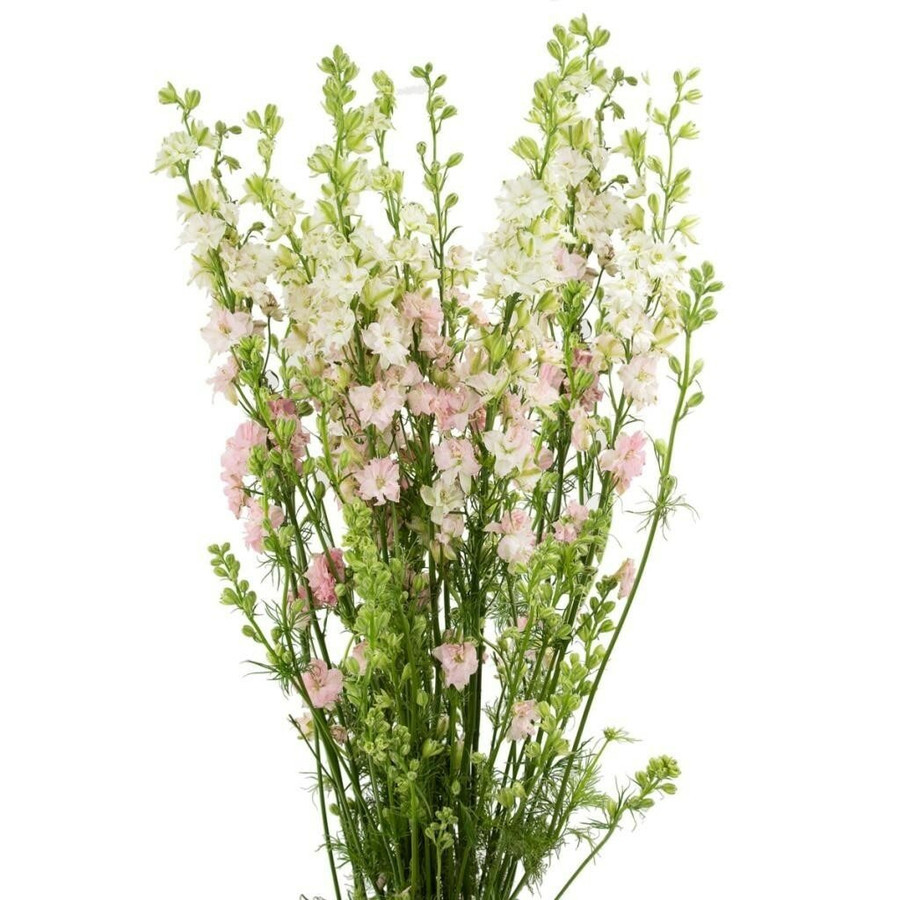 Larkspur Pink 80cm sole