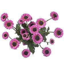 Pom Micro Daisy Molly golden