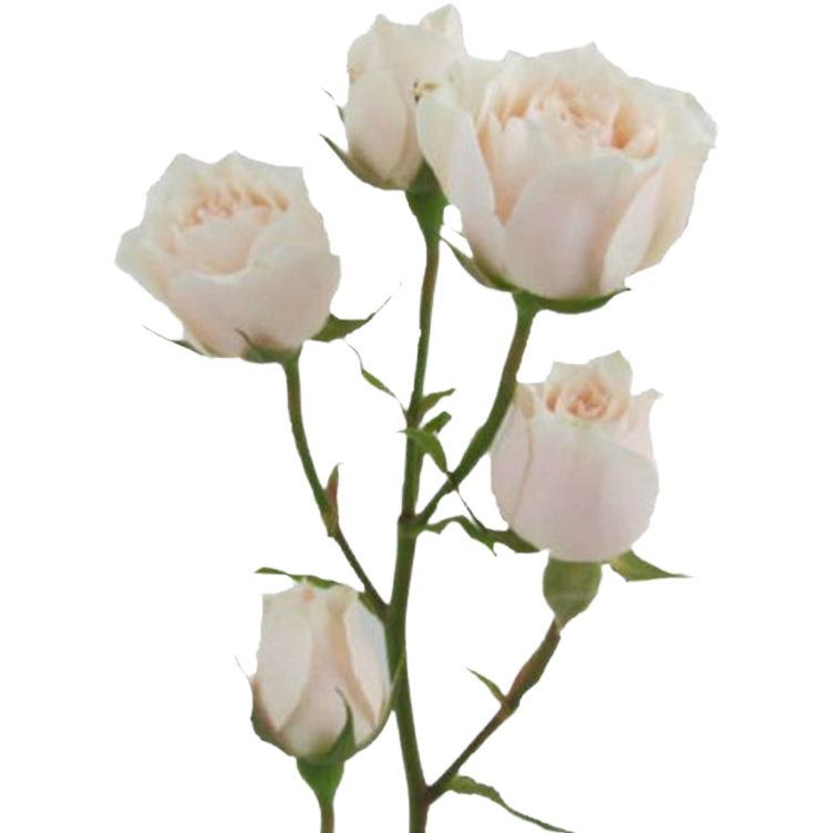 RoseSpray White Majolica tosca