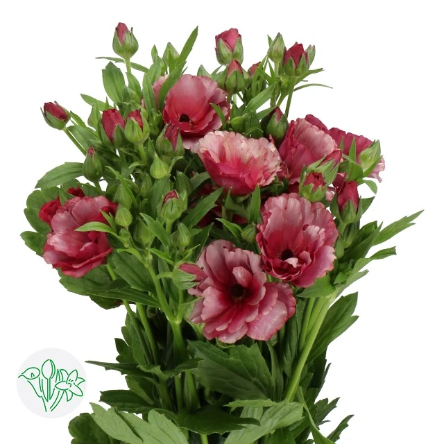 Ranunculus Magical Raspberry h