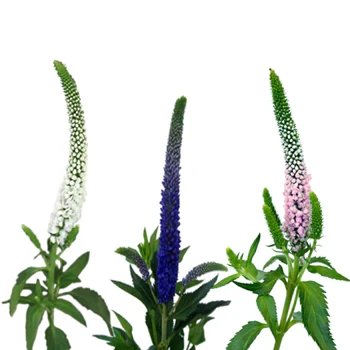 Veronica Asst (10case)holl