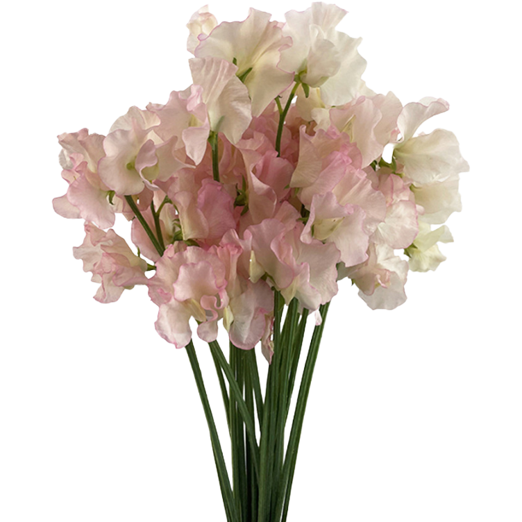 Sweet Pea Miki holex