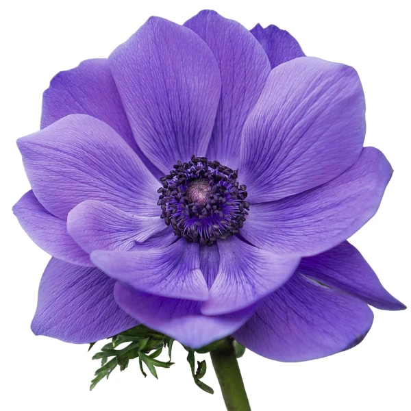 Anemone Lavender rprima
