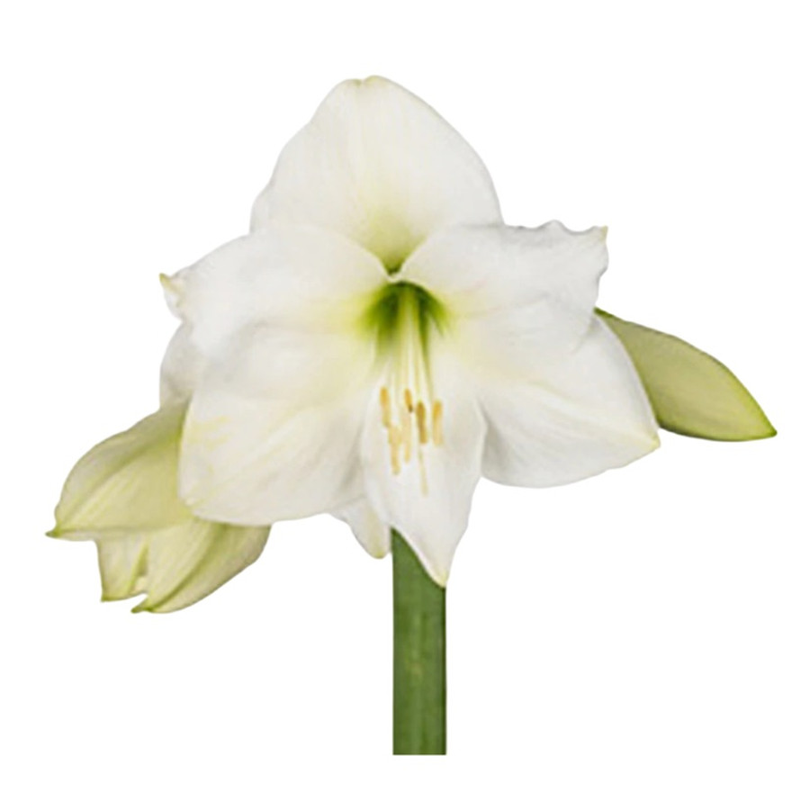 Amaryllis Mt.Blanc(stm.)holl