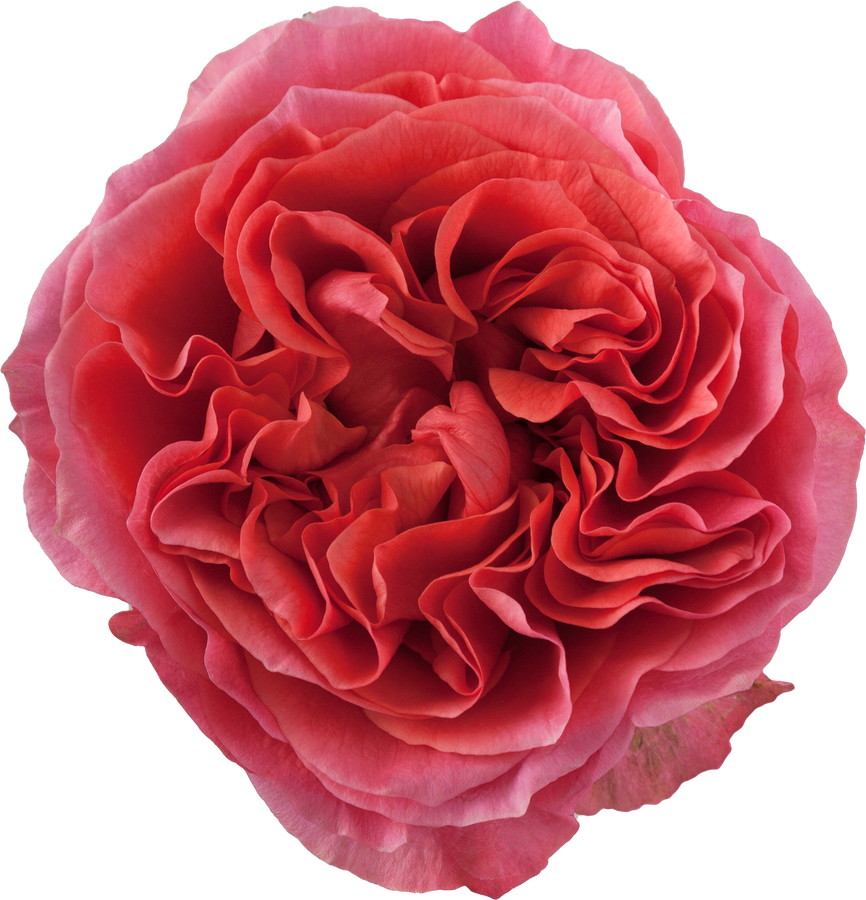 Rose Dark Expression 50cm rpri - R DARK EXPRE