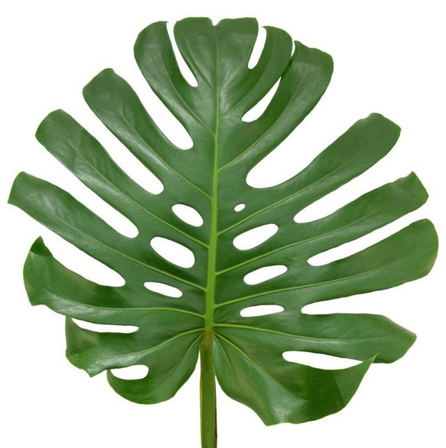 Monstera Leaf 70 Holex stem
