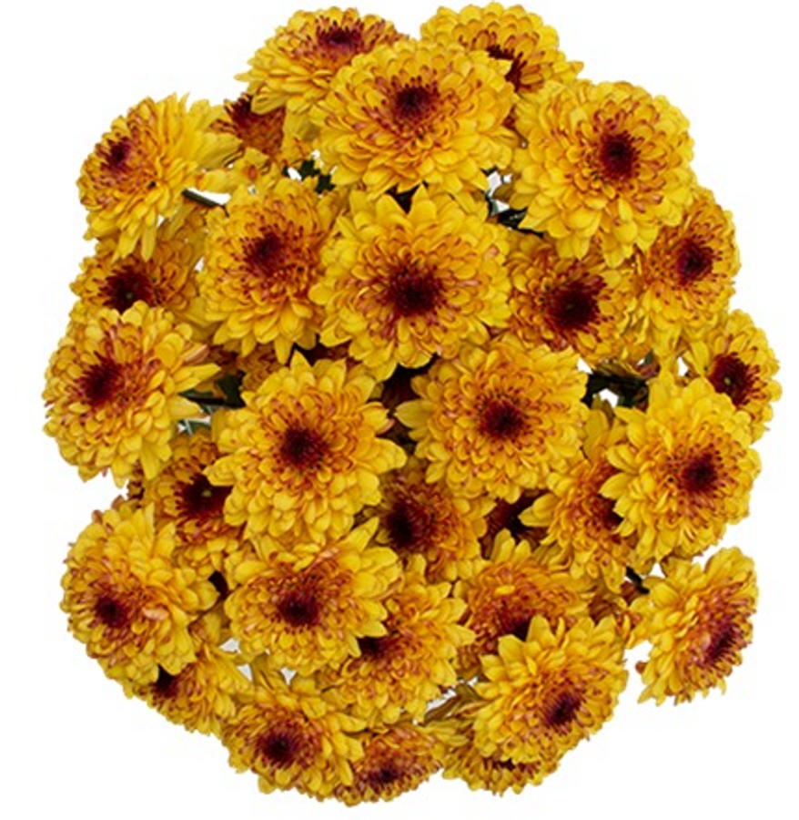 Pom Cushion Shortcake Brz. SOLE