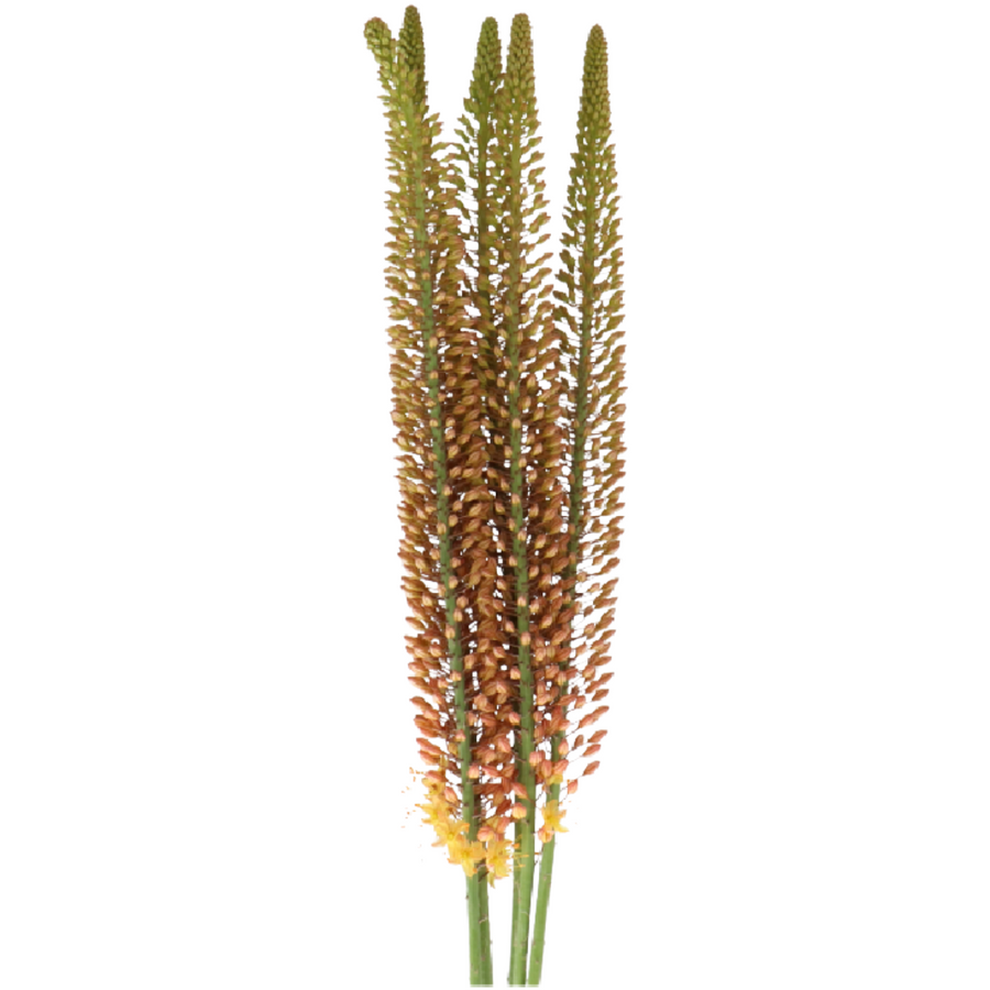 Eremurus Cleopatra 125cm holl - ERE CLE HOLL