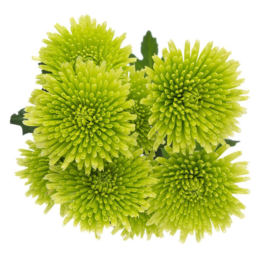 Pom Novelty Green rio