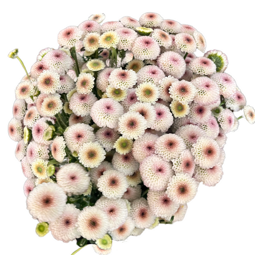 Pom Micro Button Soft White GRDN