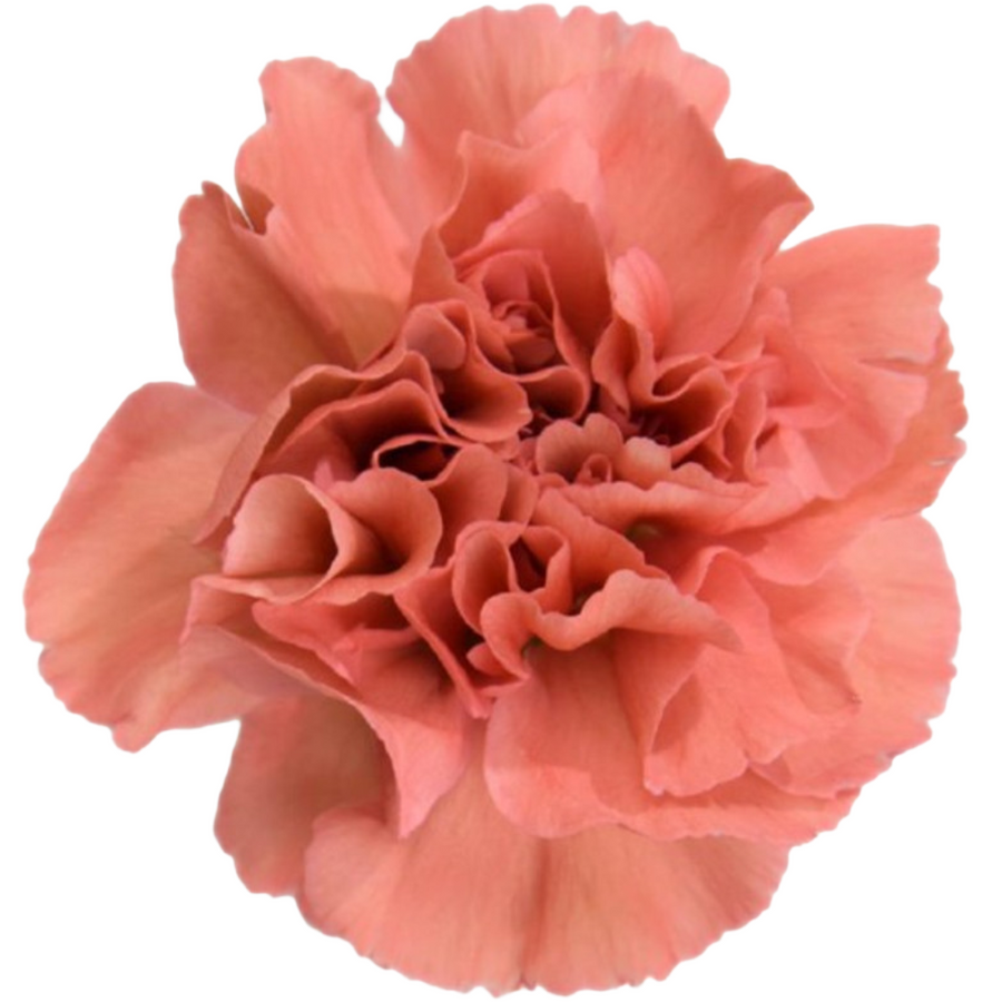 Carn Select Majesta holex