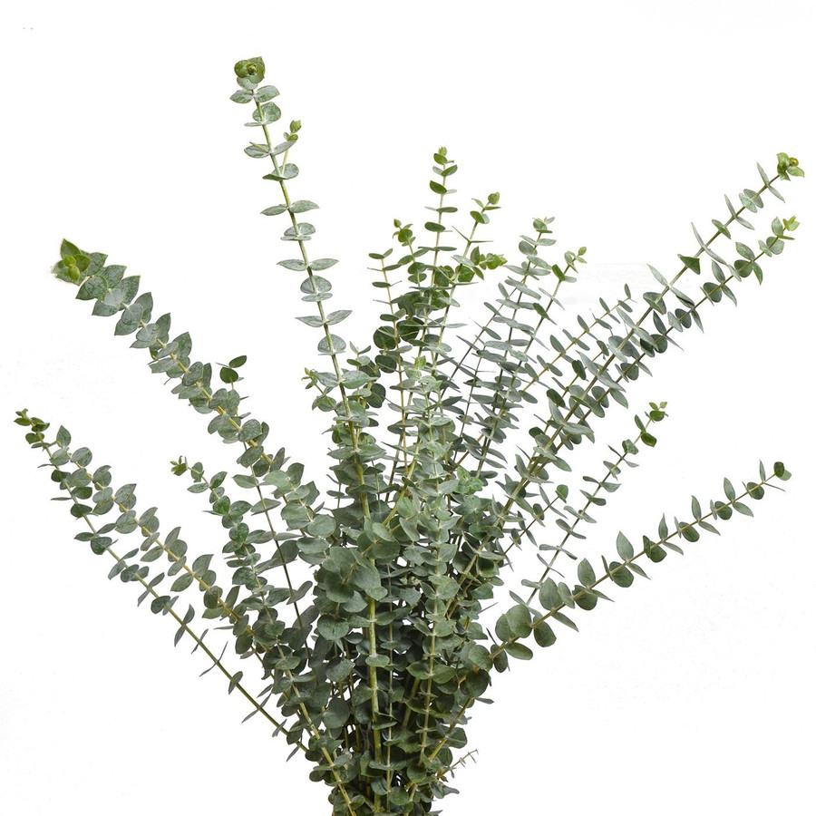 Eucalyptus True Blue regional