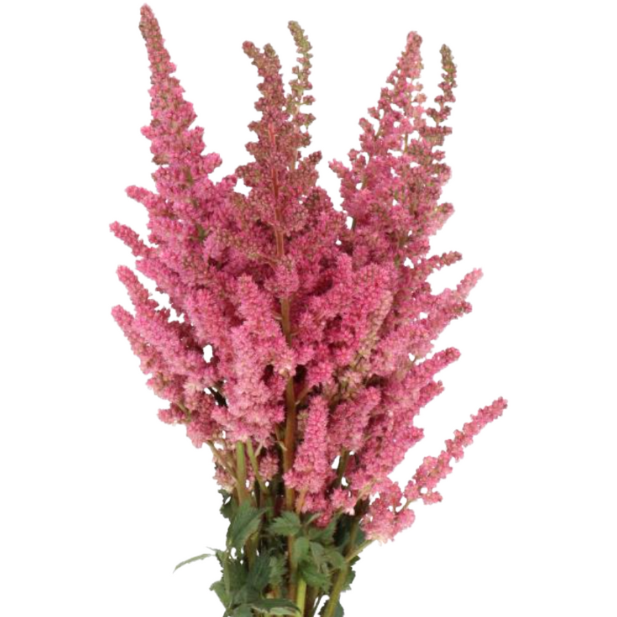 Astilbe Vision In Pink holl