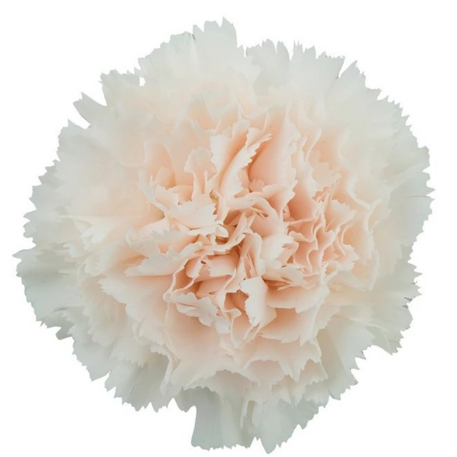 Carn Sel Brut golden