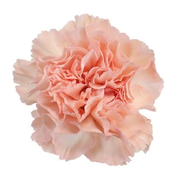 Carn Sel Peach GLDN