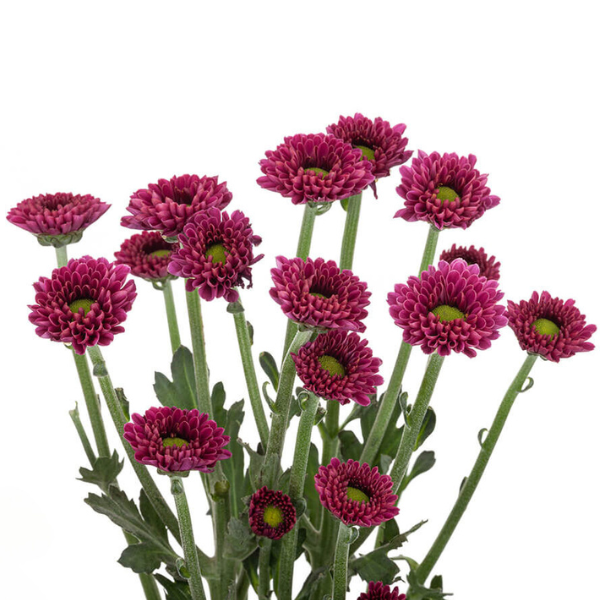 Pom MicroDaisy Wallase Pur SOL