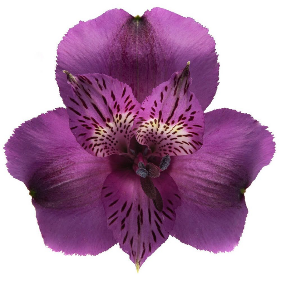 Alstro Purple bmark supsel