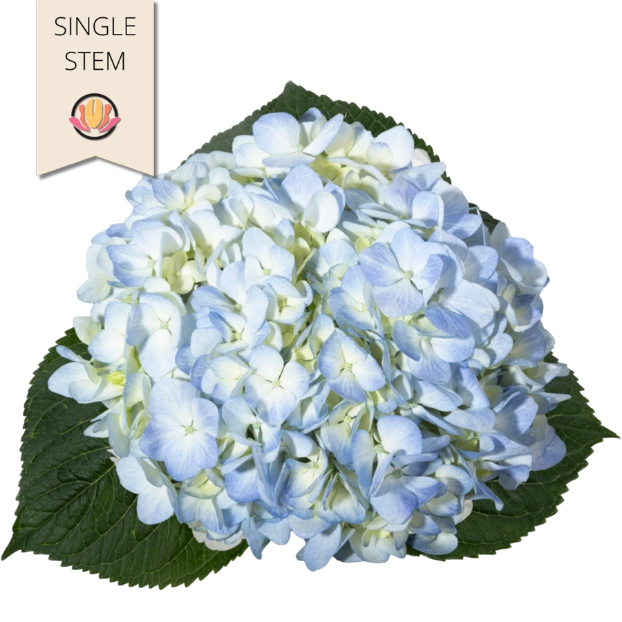 Hydrangea Blue tessa(Stem)