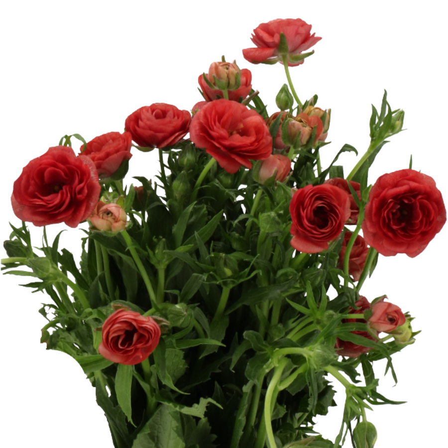 Ranunculus Butterfly Mussa chi