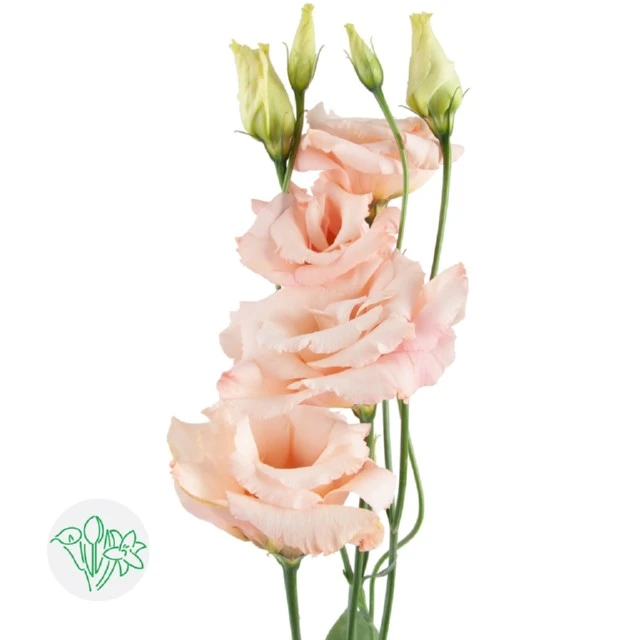 Lisianthus Dbl Alissa Light  A