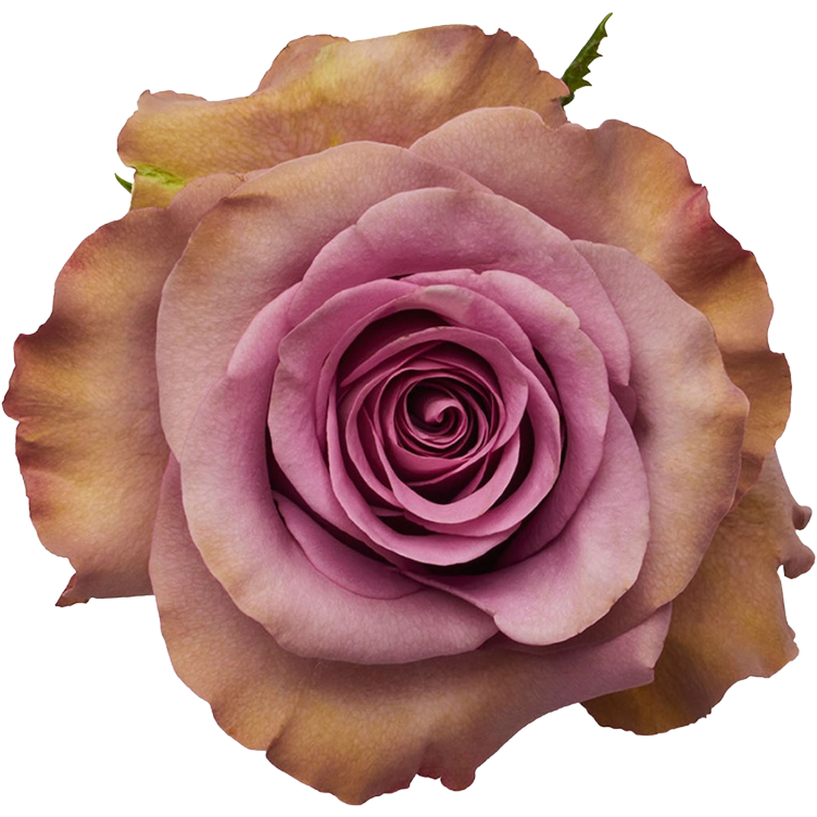 Rose Govinda 50cm priv coll