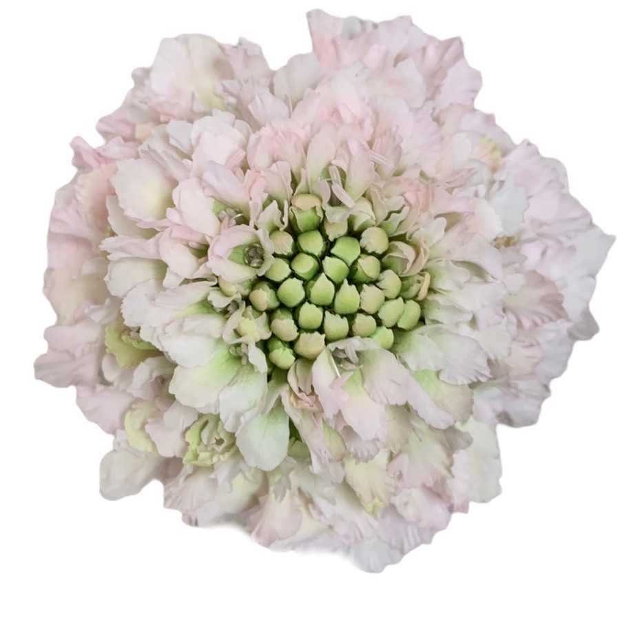 Scabiosa Hanoi fresca