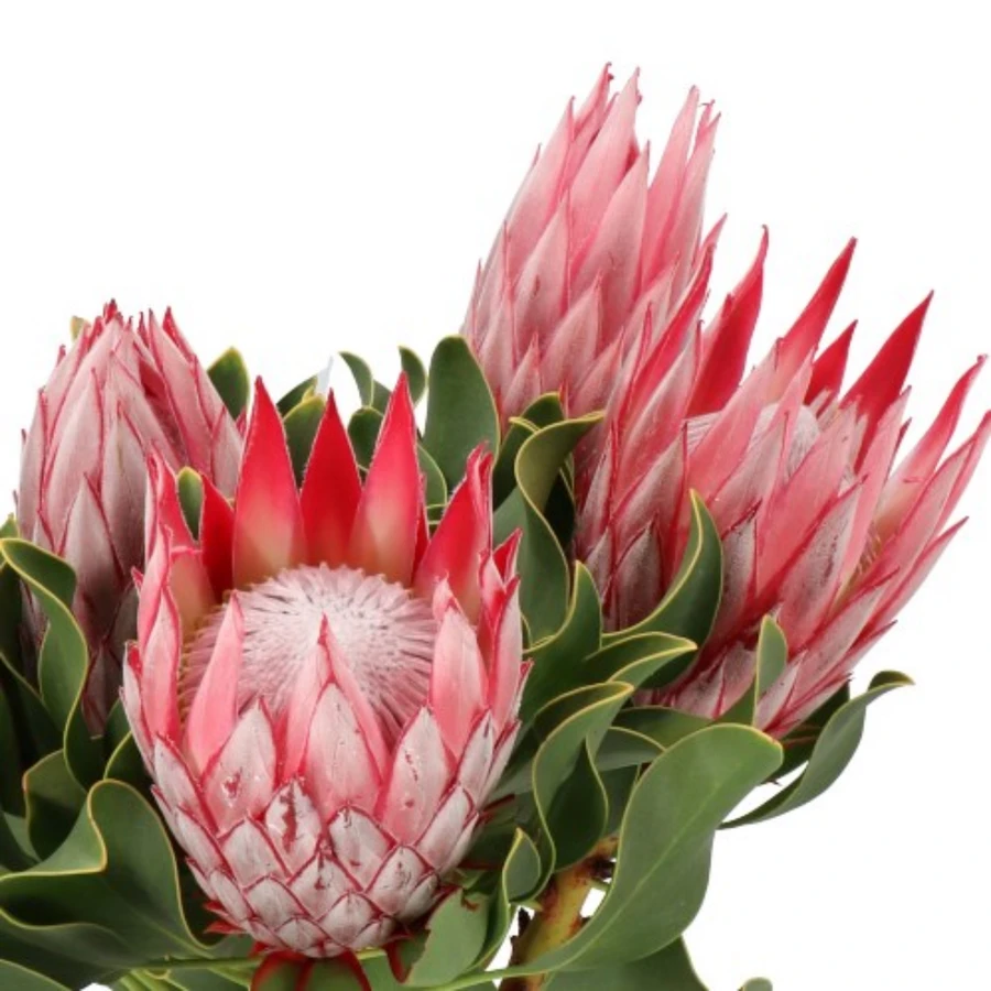 Protea Cynaroides holl(STEM)