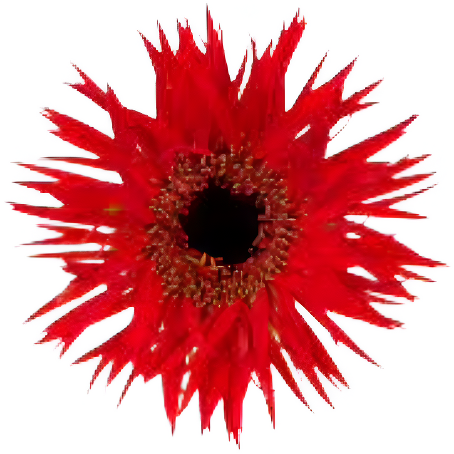 Germini Piccolini Red Spider h