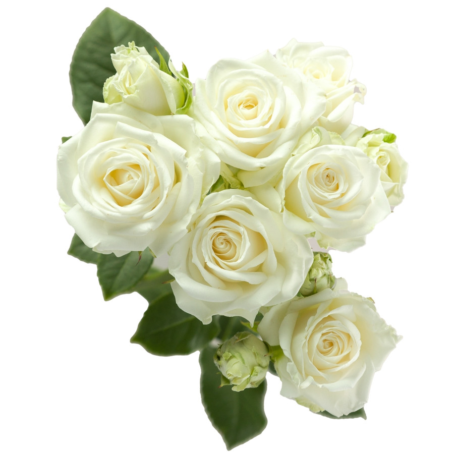 RoseSpray Sweet Dreams rprima