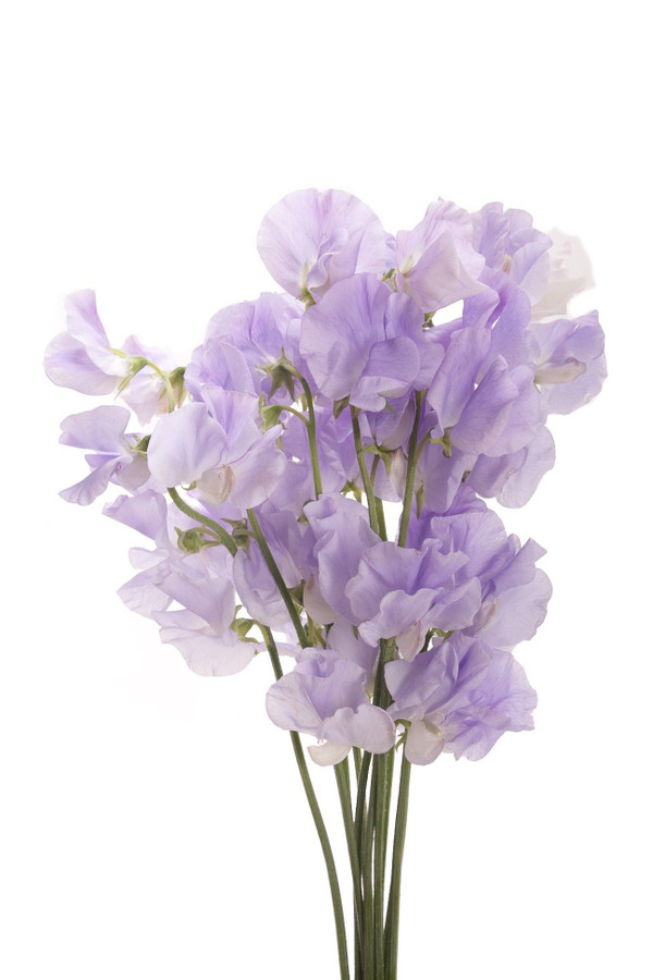Sweet Pea Sumire, Holex
