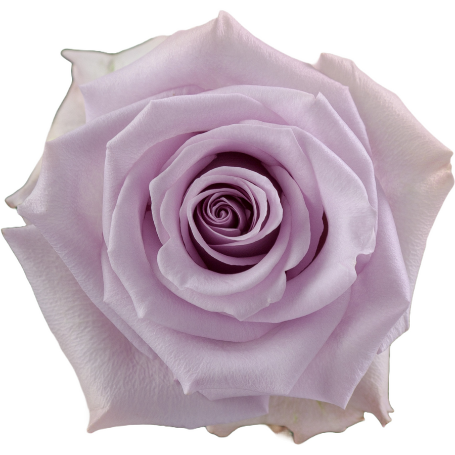 Rose Ocean Song 50cm tessa