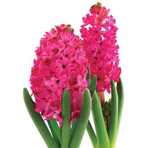 Hyacinth JanBos holl