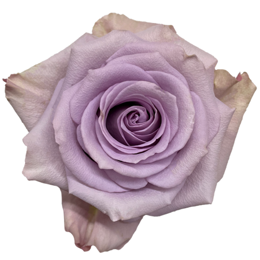 Rose Star Platinum 50cm priv c