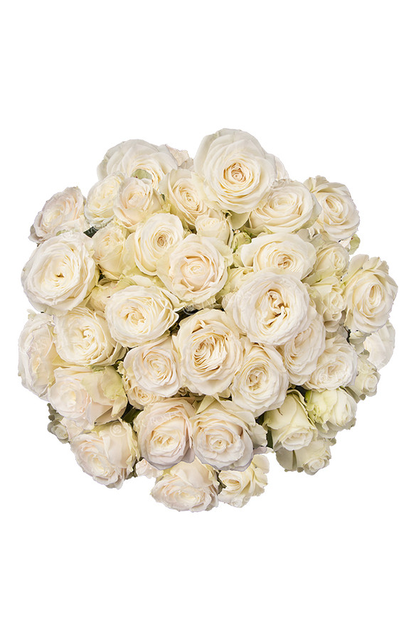 RoseSpray Mykonos rprima