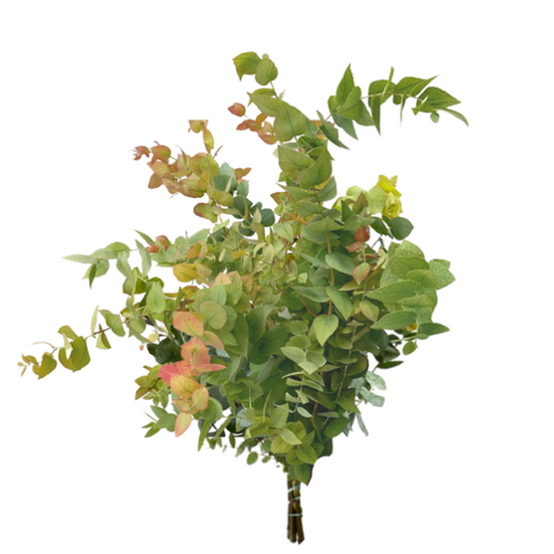 Eucalyptus Stuartiana Autumn holl