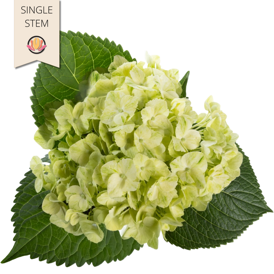 Hydrangea Mojito tessa(STEM)