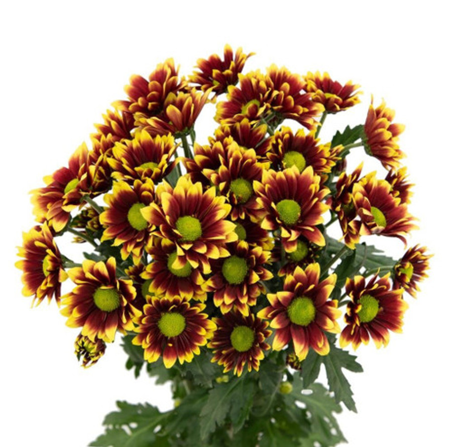 Pom Daisy Kadanz rio