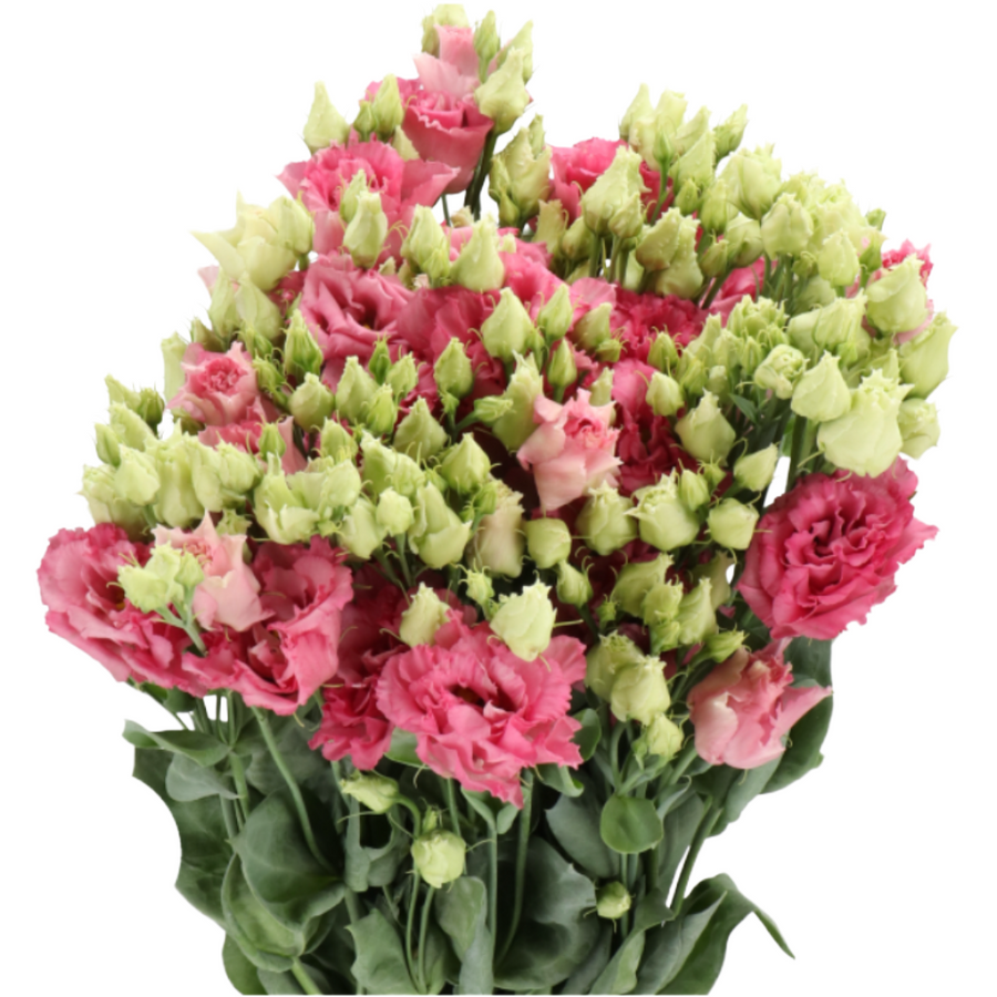 Lisianthus Rose holl