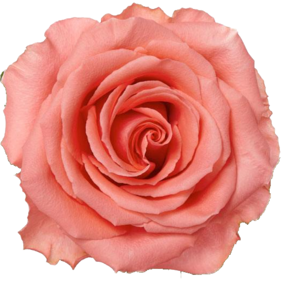 Rose Amsterdam 50cm rprima