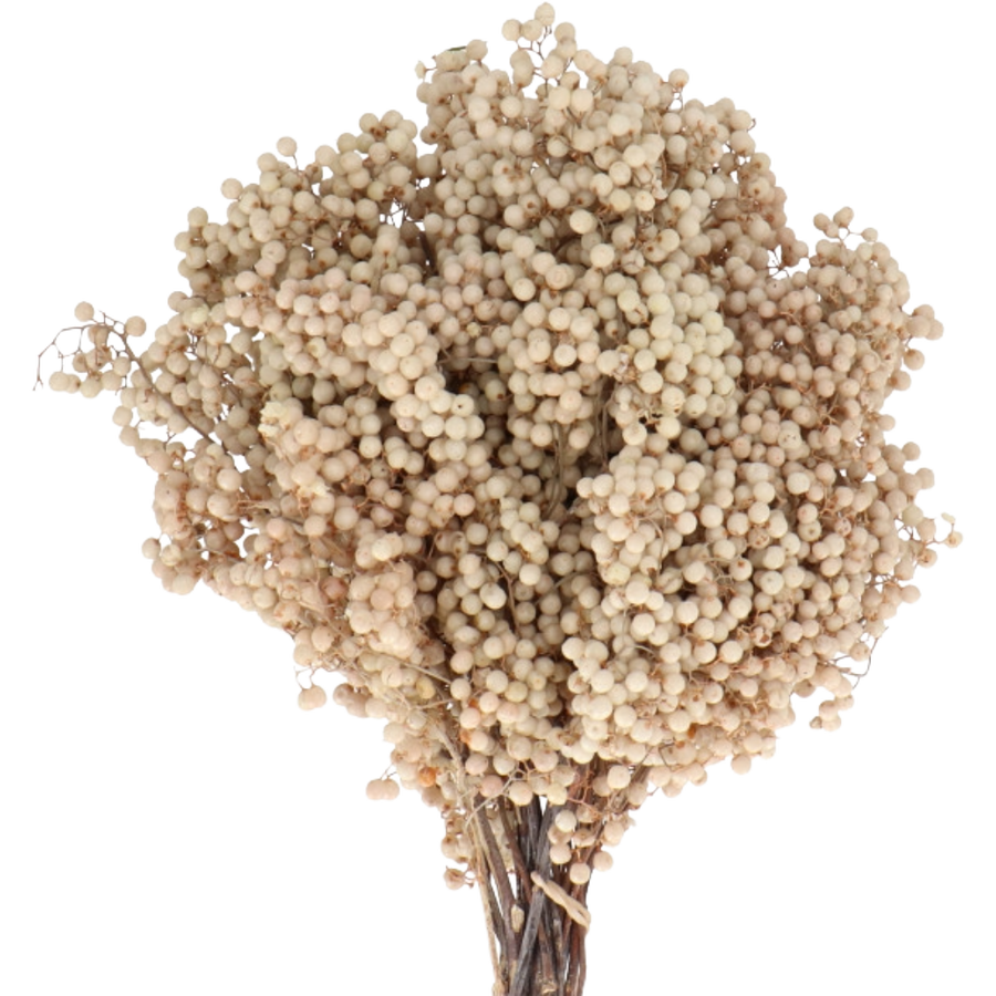 Dried Pepperberry Bleached hol