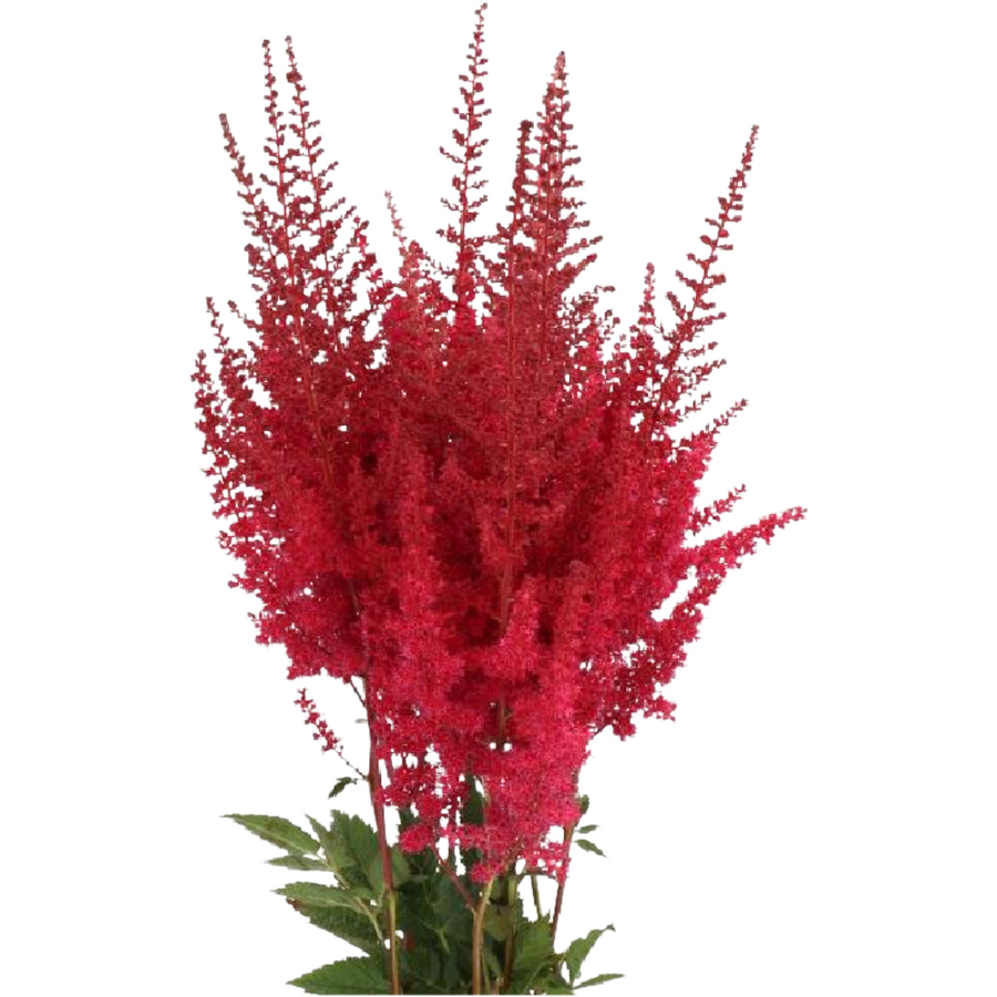 Astilbe Paul Gaarder holl