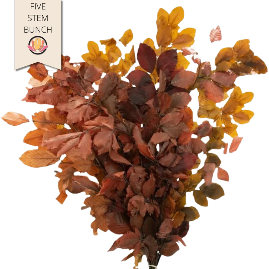 Dried Copper Beech Rainbow 80c