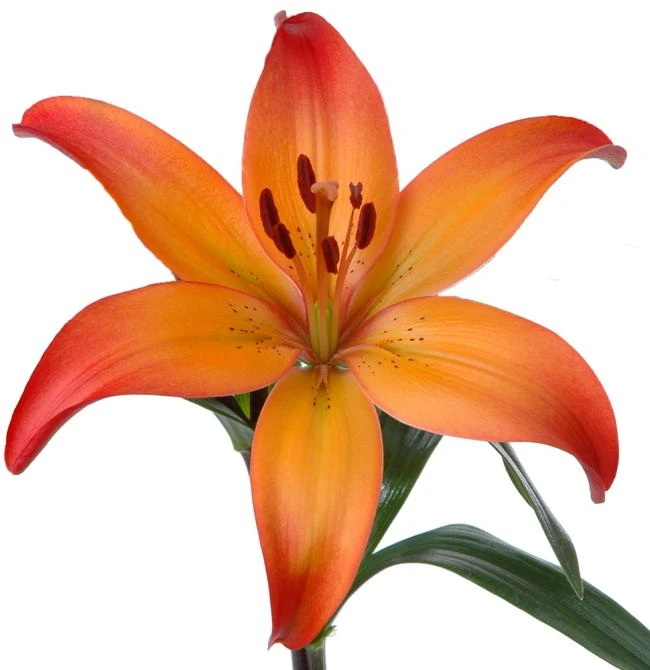 Lily La Royal Sunset canada
